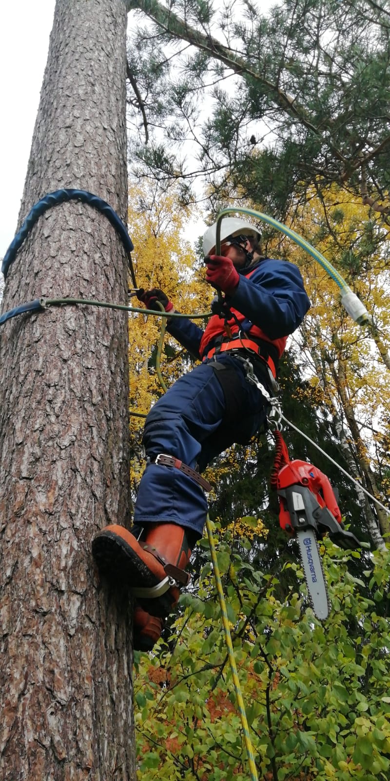 Jarvimaisema havumetsan keskella